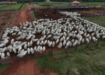 Frio intenso provoca a morte de mais de 80 bovinos em Mato Grosso do Sul
